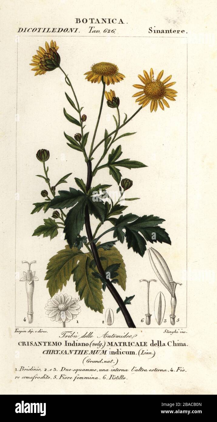 Indian chrysanthemum, Chrysanthemum indicum, Crisantemo indiano, Matricale della China. Handcoloured copperplate stipple engraving from Antoine Laurent de Jussieu's Dizionario delle Scienze Naturali, Dictionary of Natural Science, Florence, Italy, 1837. Illustration engraved by Corsi, drawn and directed by Pierre Jean-Francois Turpin, and published by Batelli e Figli. Turpin (1775-1840) is considered one of the greatest French botanical illustrators of the 19th century. Stock Photo