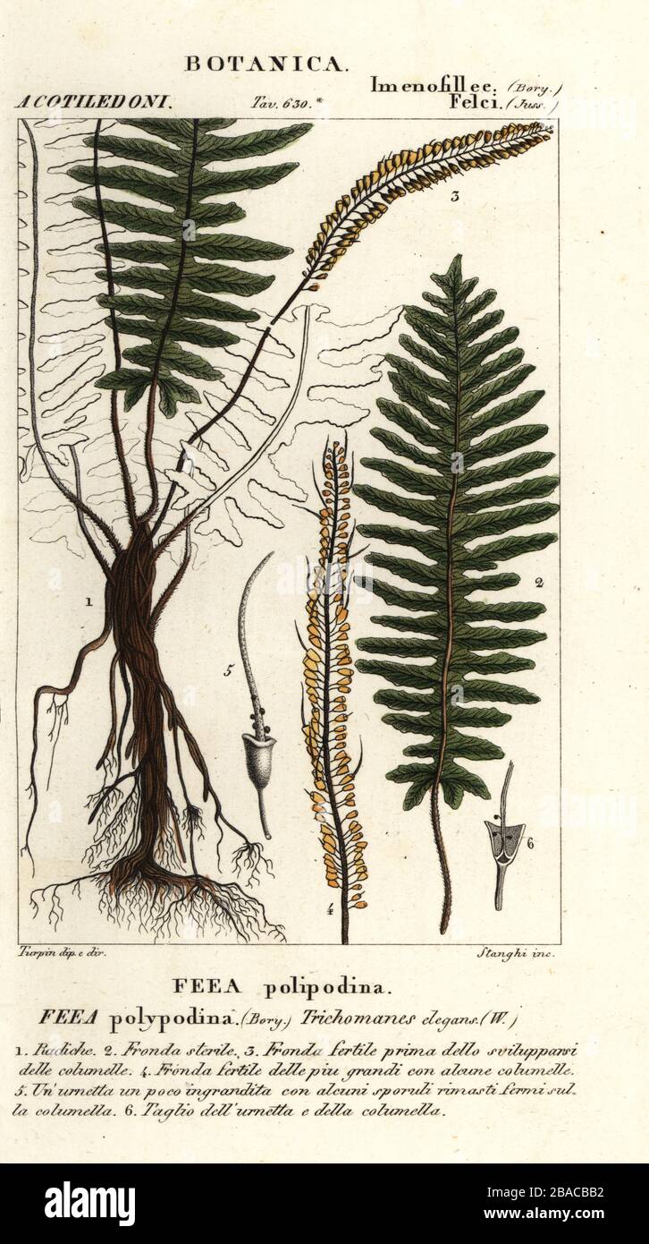 Bristle fern, Trichomanes elegans, Feea polypodina, Feea polipodina. Handcoloured copperplate stipple engraving from Antoine Laurent de Jussieu's Dizionario delle Scienze Naturali, Dictionary of Natural Science, Florence, Italy, 1837. Illustration engraved by Stanghi, drawn and directed by Pierre Jean-Francois Turpin, and published by Batelli e Figli. Turpin (1775-1840) is considered one of the greatest French botanical illustrators of the 19th century. Stock Photo