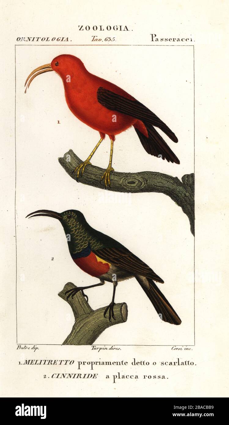 Iiwi, Vestiaria coccinea 1, and greater double-collared sunbird, Cinnyris afer 2. Melitretto propriamente detto o scarlatto, Cinniride a placca rossa. Handcoloured copperplate stipple engraving from Antoine Laurent de Jussieu's Dizionario delle Scienze Naturali, Dictionary of Natural Science, Florence, Italy, 1837. Illustration engraved by Corsi, drawn by Jean Gabriel Pretre and directed by Pierre Jean-Francois Turpin, and published by Batelli e Figli. Turpin (1775-1840) is considered one of the greatest French botanical illustrators of the 19th century. Stock Photo