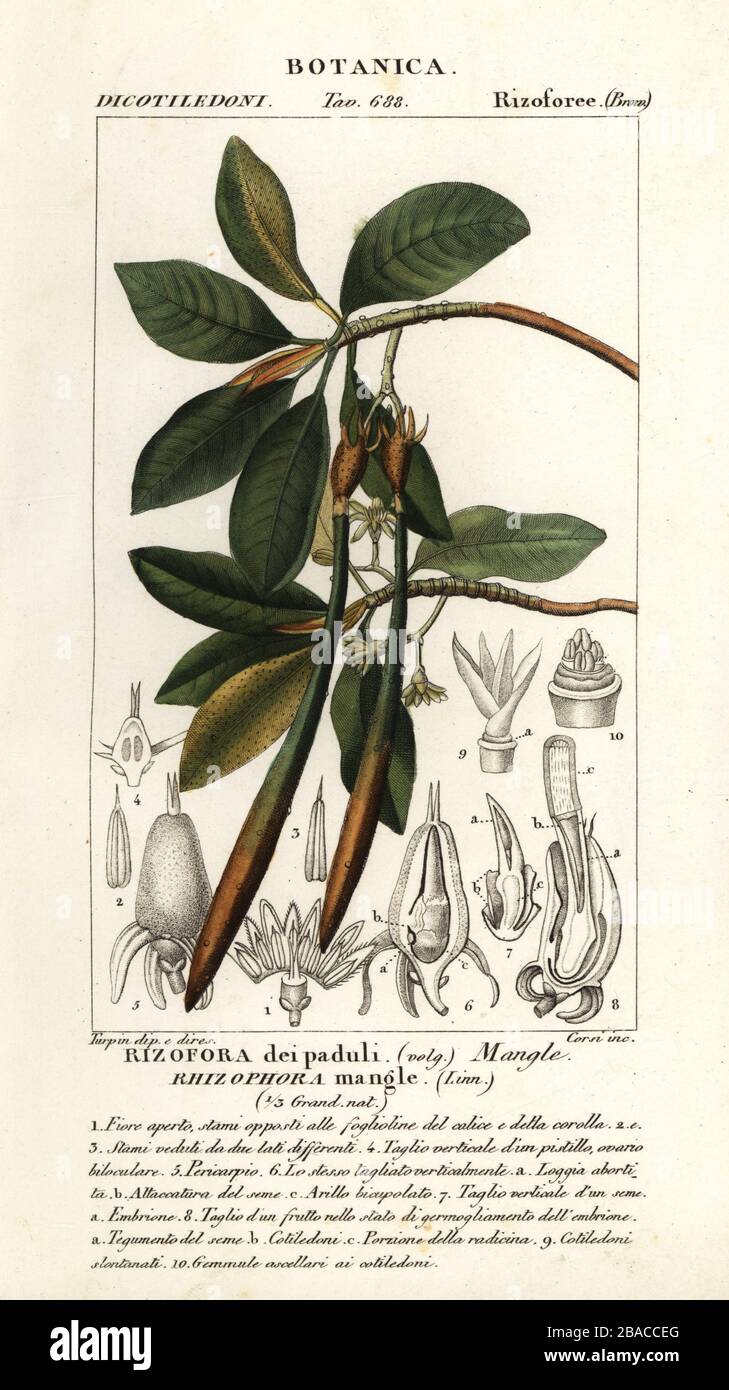 Red mangrove, Rhozophora mangle, Rizofora dei paduli. Mangle. Handcoloured copperplate stipple engraving from Antoine Laurent de Jussieu's Dizionario delle Scienze Naturali, Dictionary of Natural Science, Florence, Italy, 1837. Illustration engraved by Corsi, drawn and directed by Pierre Jean-Francois Turpin, and published by Batelli e Figli. Turpin (1775-1840) is considered one of the greatest French botanical illustrators of the 19th century. Stock Photo