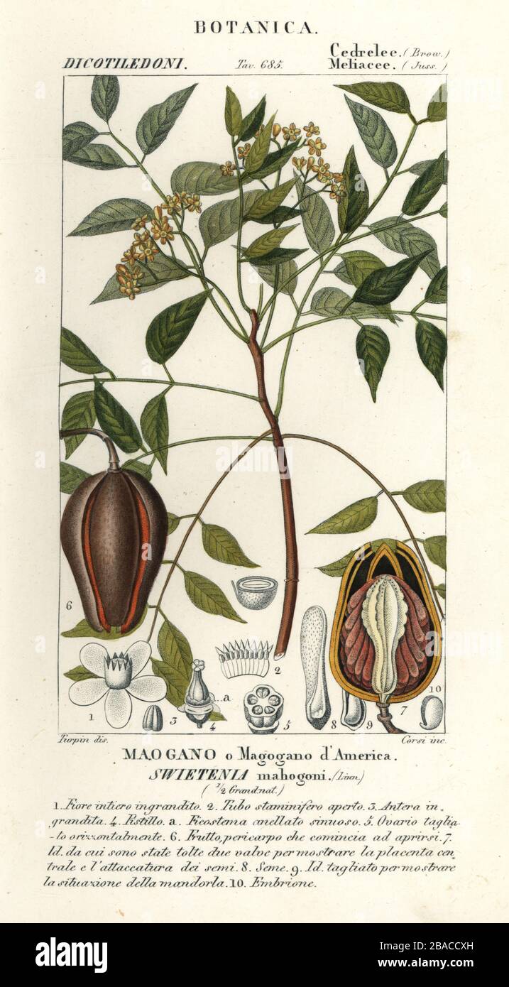American mahogany or Cuban mahogany, Swietenia mahagoni. Critically endangered. Maogano or Magogano d’America. Handcoloured copperplate stipple engraving from Antoine Laurent de Jussieu's Dizionario delle Scienze Naturali, Dictionary of Natural Science, Florence, Italy, 1837. Illustration engraved by Corsi, drawn and directed by Pierre Jean-Francois Turpin, and published by Batelli e Figli. Turpin (1775-1840) is considered one of the greatest French botanical illustrators of the 19th century. Stock Photo