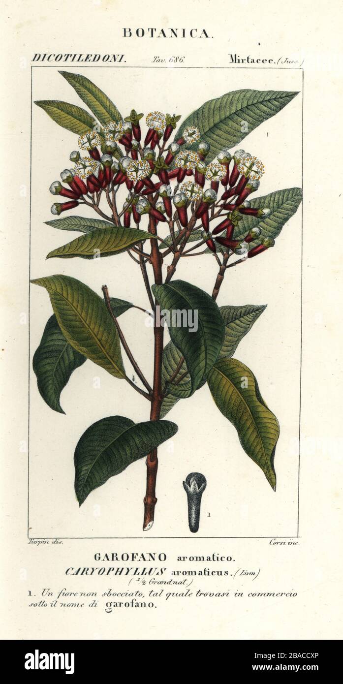 Clove, Syzygium aromaticum. (Caryophyllus aromaticus, Garofano aromatico.) Handcoloured copperplate stipple engraving from Antoine Laurent de Jussieu's Dizionario delle Scienze Naturali, Dictionary of Natural Science, Florence, Italy, 1837. Illustration engraved by Corsi, drawn and directed by Pierre Jean-Francois Turpin, and published by Batelli e Figli. Turpin (1775-1840) is considered one of the greatest French botanical illustrators of the 19th century. Stock Photo
