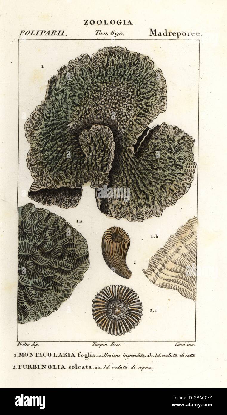 Horn coral or spine coral, Hydnophora exesa 1, and extinct Turbinolia sulcata 2. Monticolaria foglia 1, Turbinolia solcata 2. Handcoloured copperplate stipple engraving from Antoine Laurent de Jussieu's Dizionario delle Scienze Naturali, Dictionary of Natural Science, Florence, Italy, 1837. Illustration engraved by Corsi, drawn and directed by Pierre Jean-Francois Turpin, and published by Batelli e Figli. Turpin (1775-1840) is considered one of the greatest French botanical illustrators of the 19th century. Stock Photo