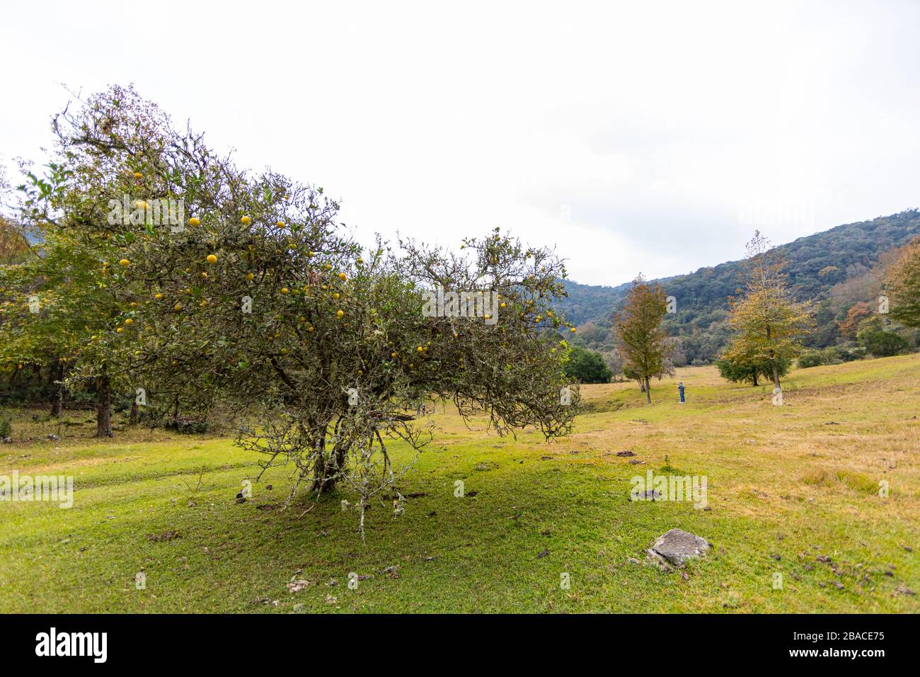 Orange tree in a valley in the mountains at el Cielo, Tamaulipas, Mexico Stock Photo