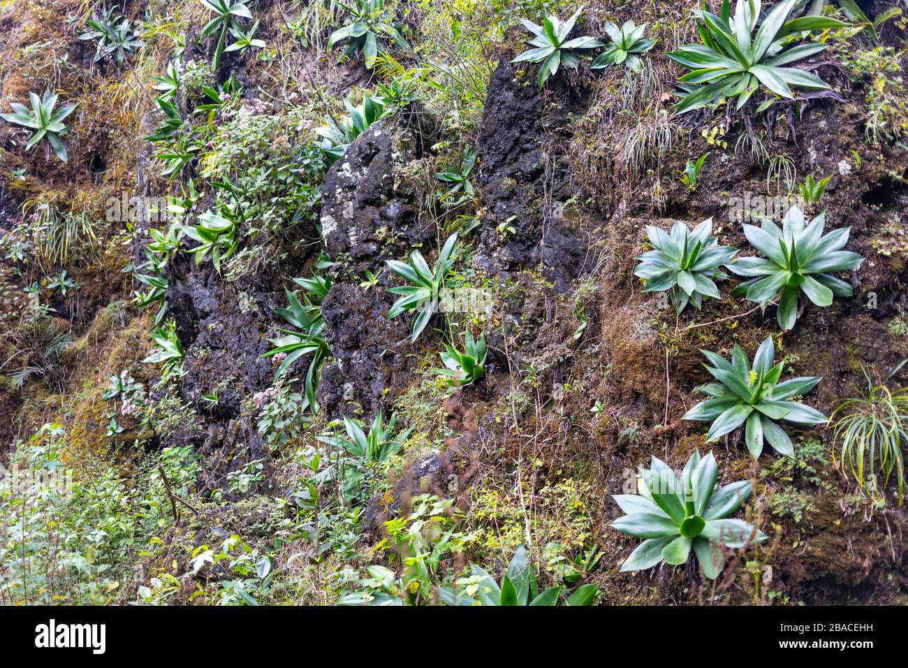 The Vegetation growing on the rocky hills of El Cielo, Tamaulipas, Mexico Stock Photo