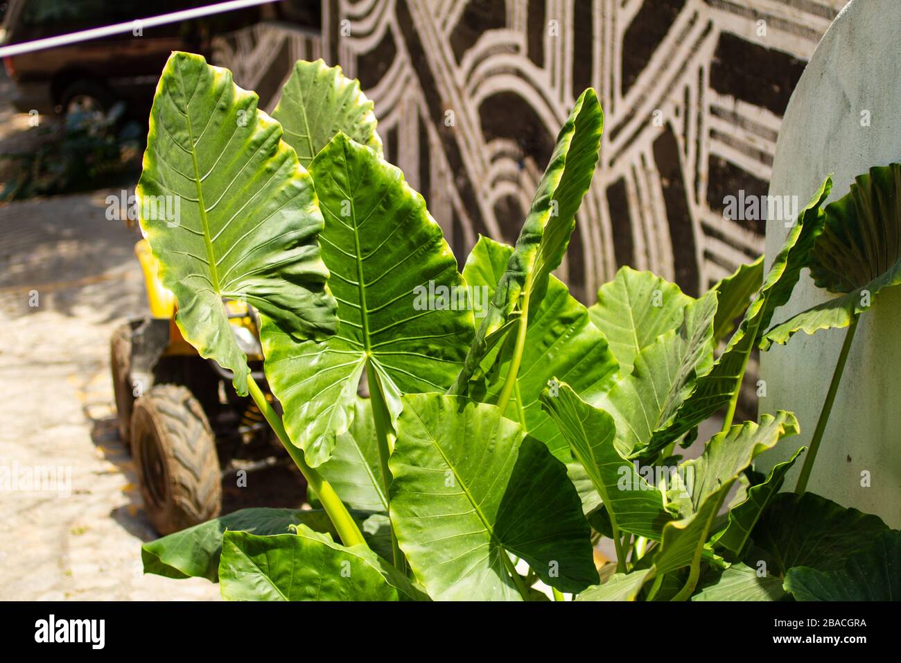 Ornamental elephant ear (Xanthosoma Sagittifolium) plant in Nayarit, Mexico. Stock Photo