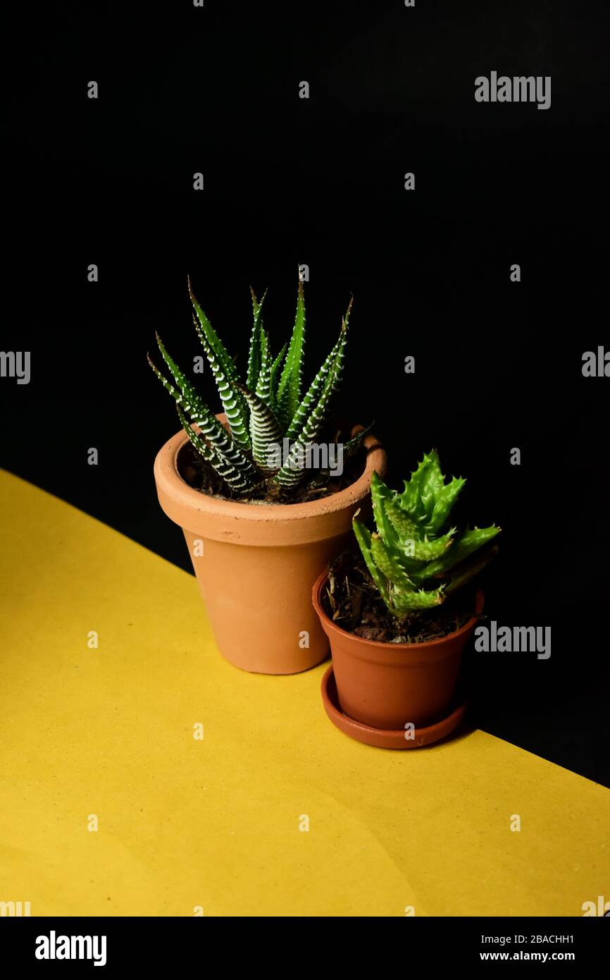Aloe Plant on pot over black background Stock Photo
