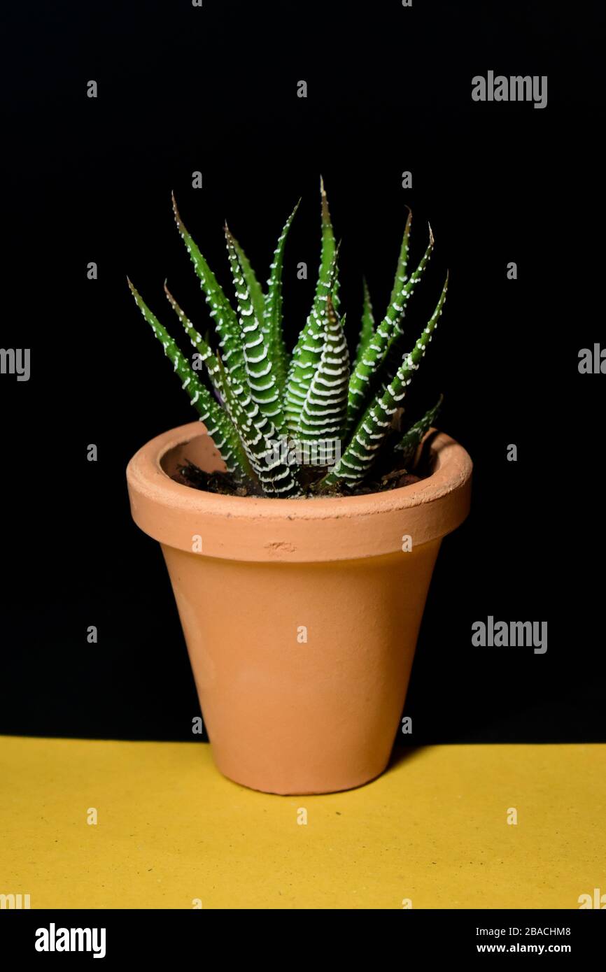 Aloe Plant on pot over black background Stock Photo