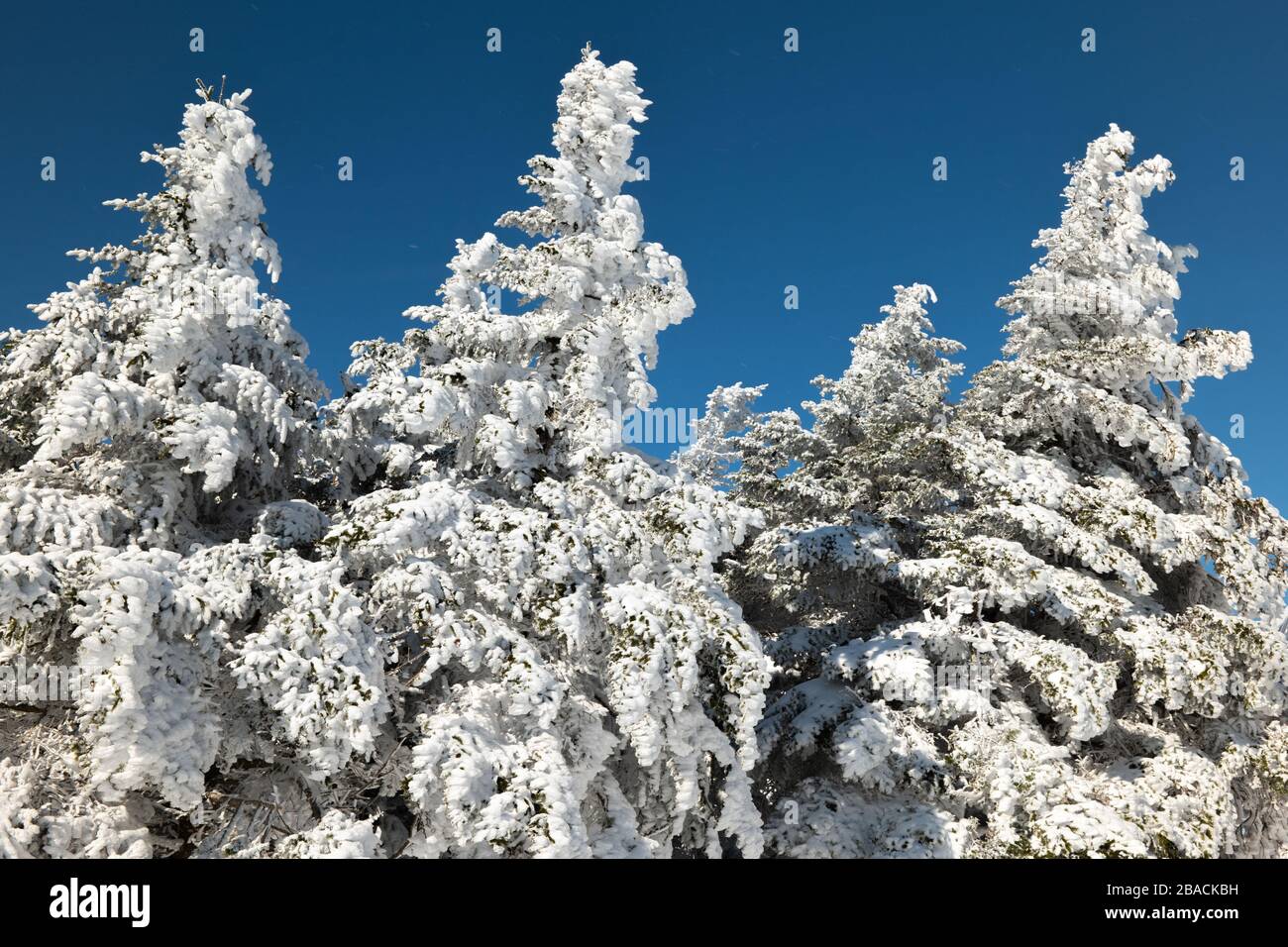 Snow flocked pine tree hi-res stock photography and images - Alamy