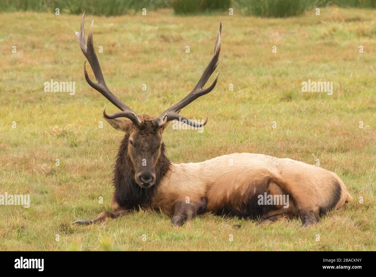 Roosevelt Elk Relaxes at Dean Creek, Oregon Stock Photo