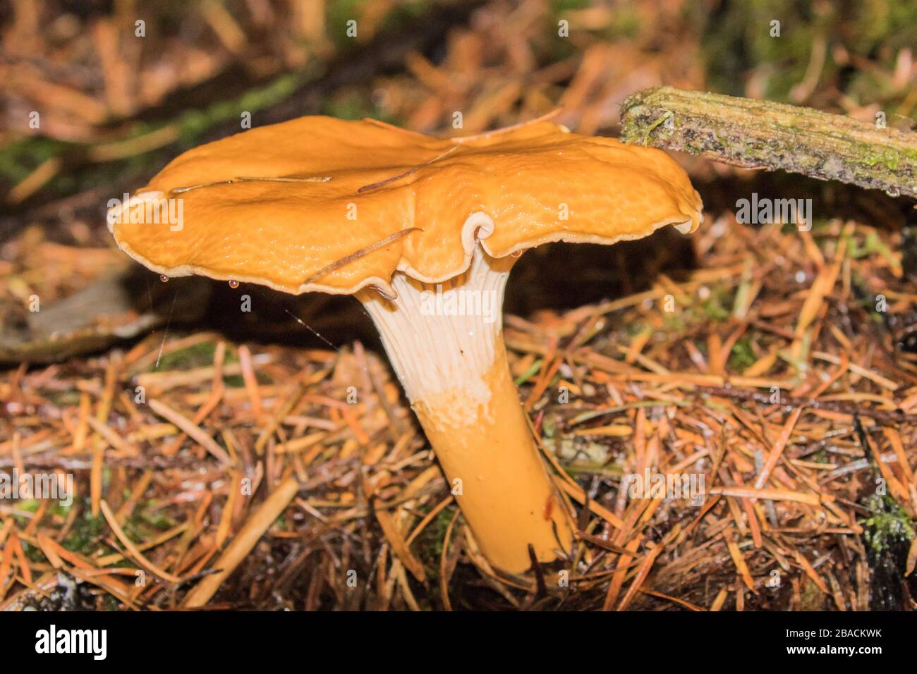 Chanterelle Mushroom Stock Photo