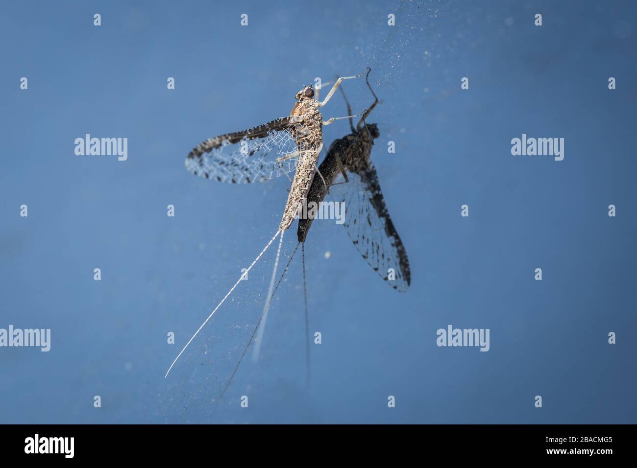 A Mayfly Rests on the Side of a Truck Stock Photo
