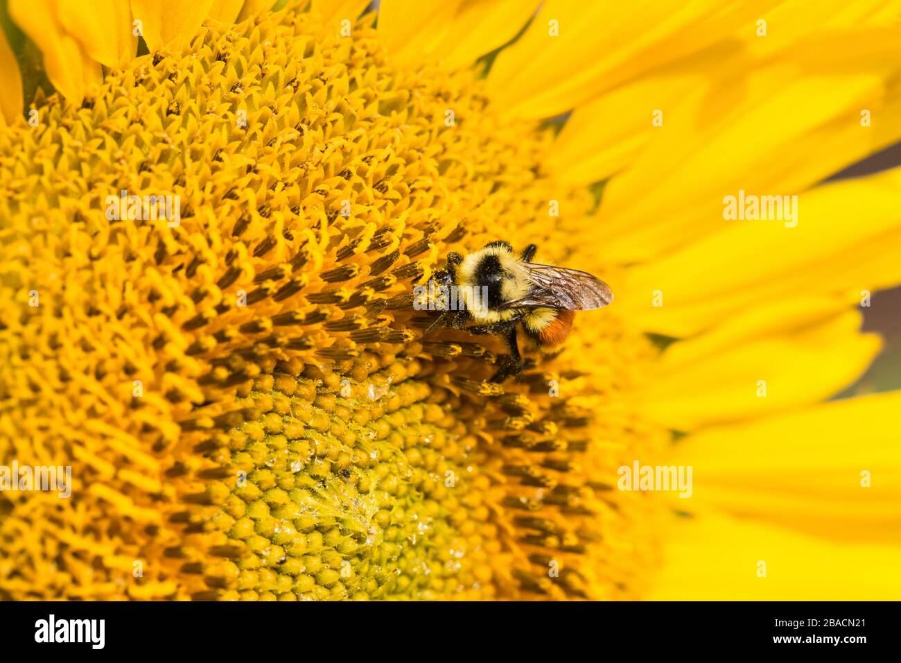 Bumblebee Pollinating a Sunflower Stock Photo