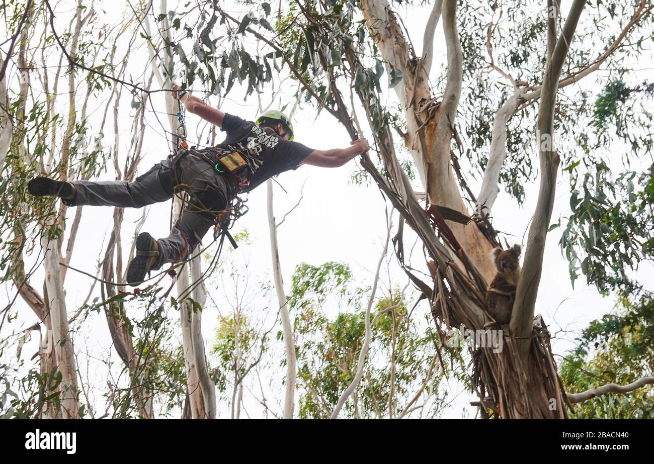 Kai Wild arborist and wildlife rescuer retrieves an injured koala from ...