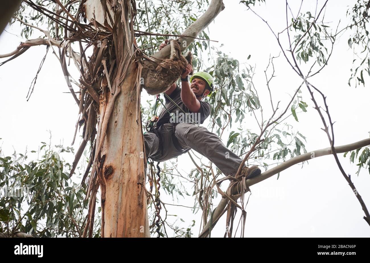 Kai Wild arborist and wildlife rescuer retrieves an injured koala from ...