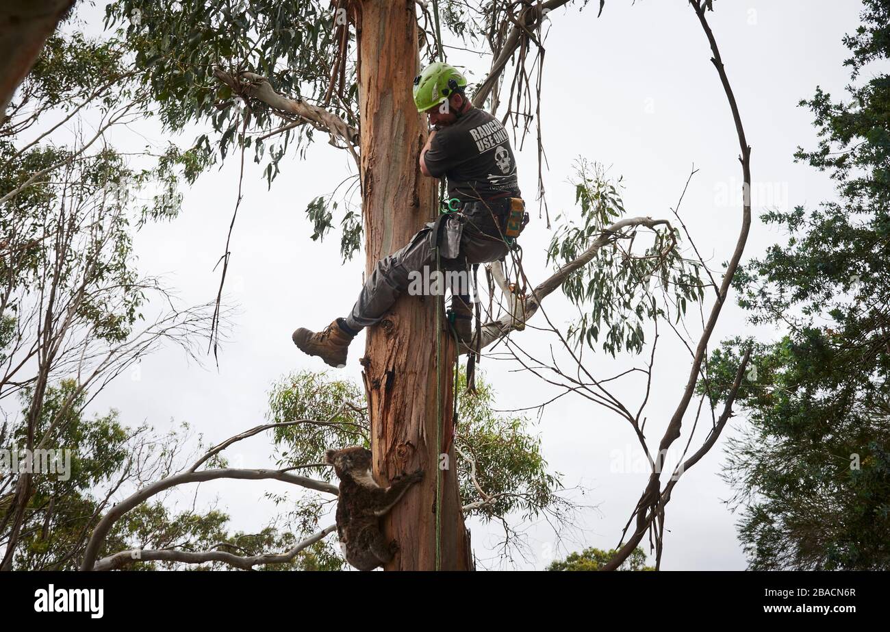 Kai Wild arborist and wildlife rescuer retrieves an injured koala from ...