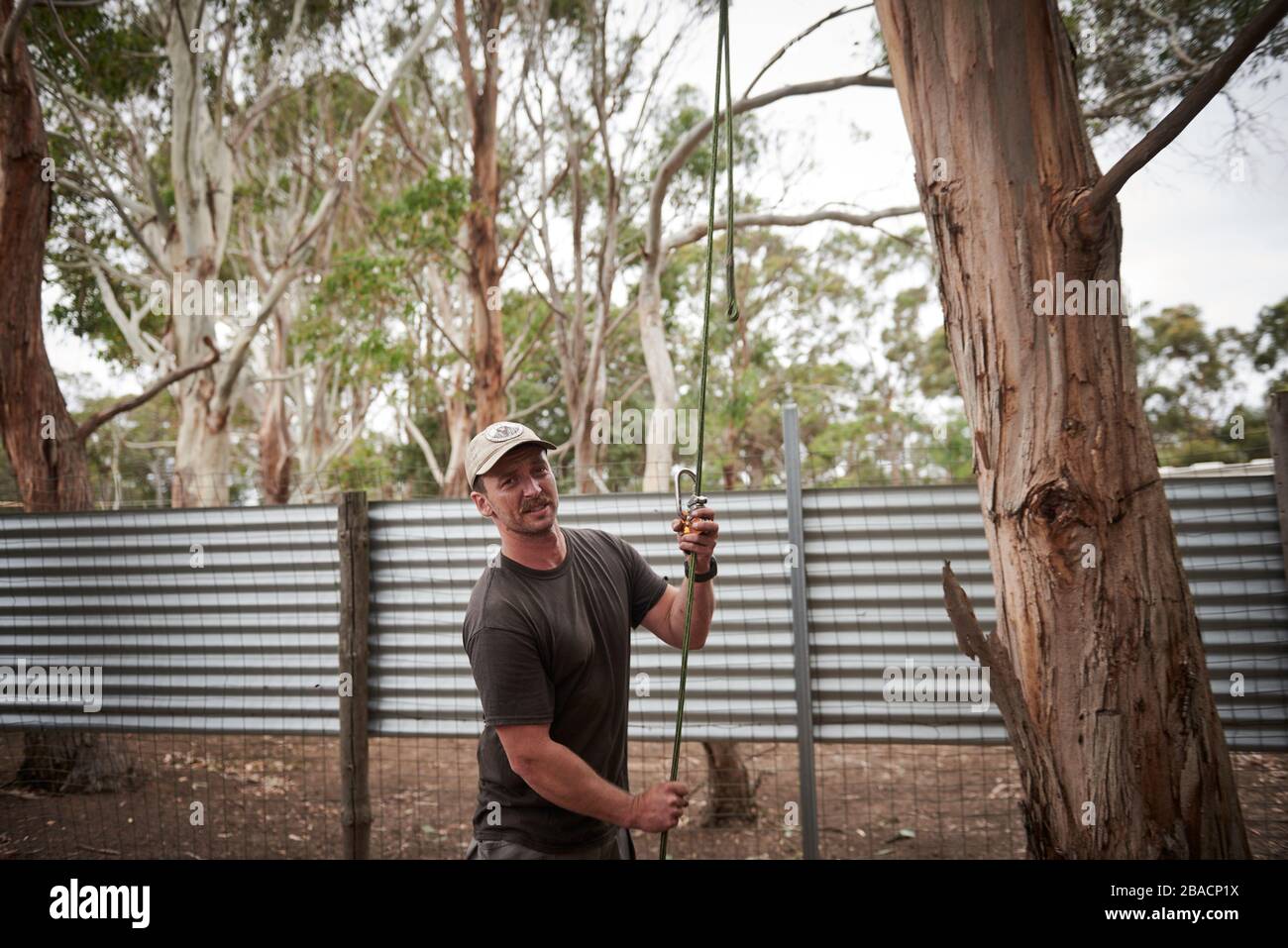 Kai Wild arborist and wildlife rescuer retrieves an injured koala from ...