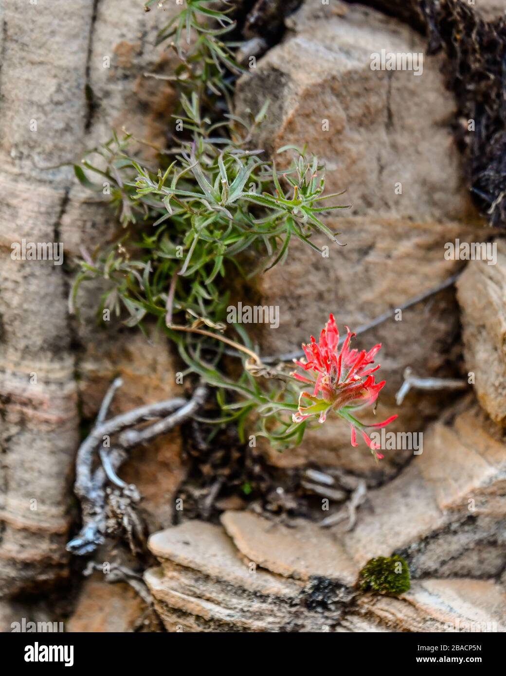 Plant growing in between rocks hires stock photography and images Alamy