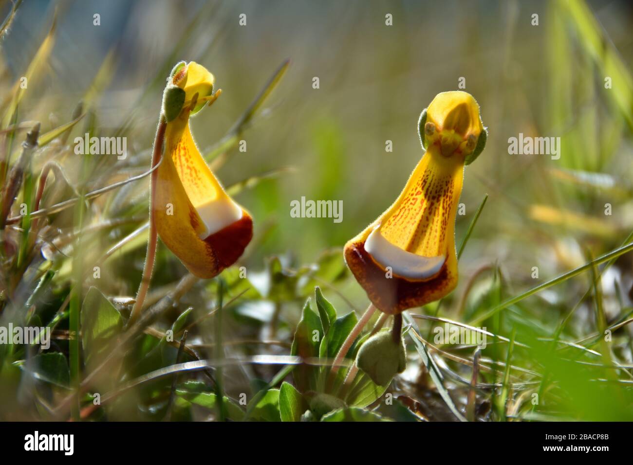 Calceolaria uniflora, or Calceolaria darwinii, called Darwin's slipper, a type of lady's slipper that grows in patagonia, seen at Torres del Paine nat Stock Photo