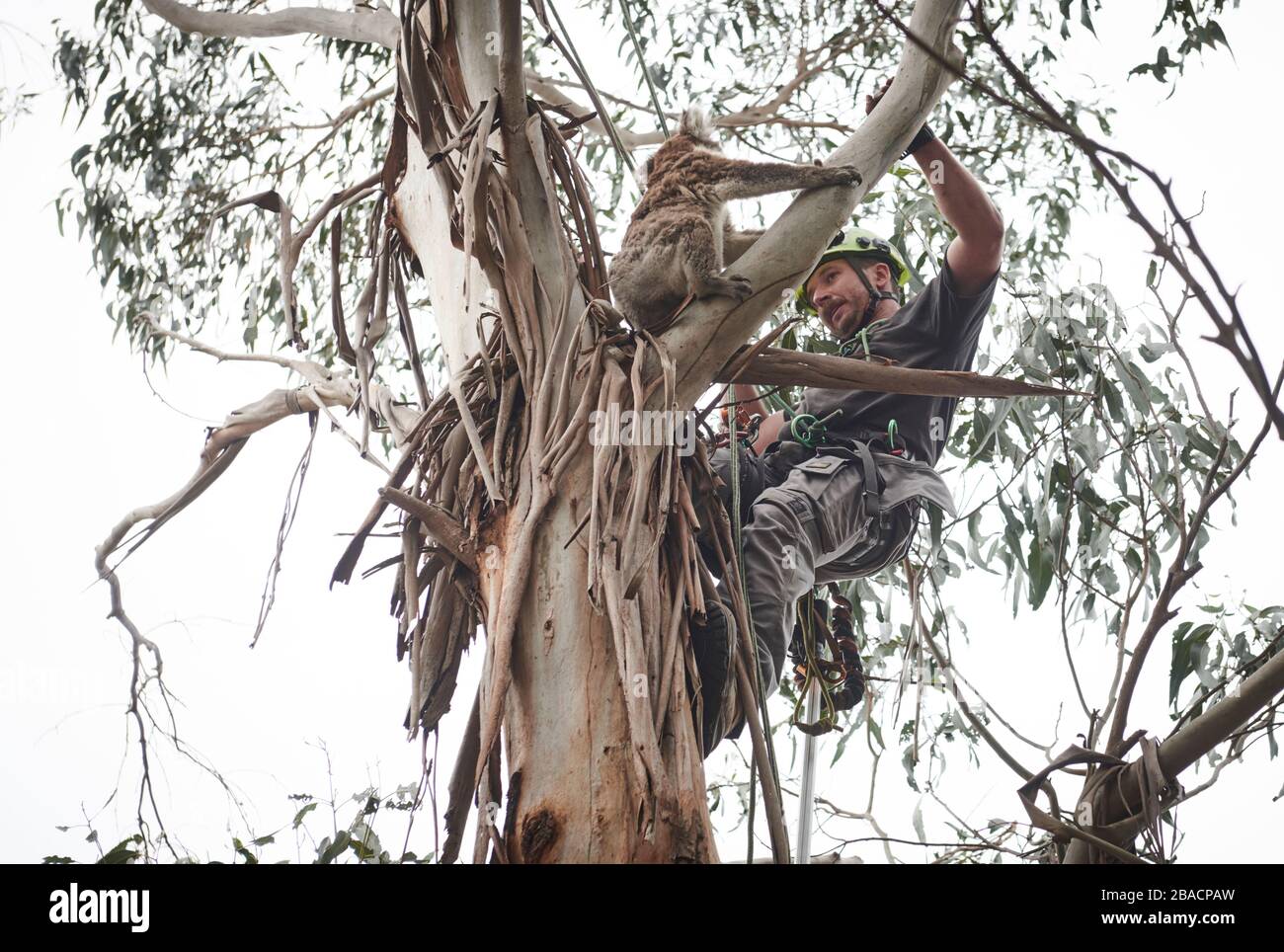 Kai Wild arborist and wildlife rescuer retrieves an injured koala from ...