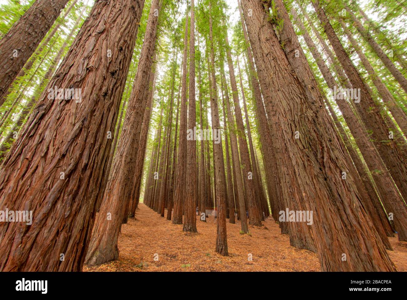 Low angle shot of the trees in a redwood forest Stock Photo - Alamy