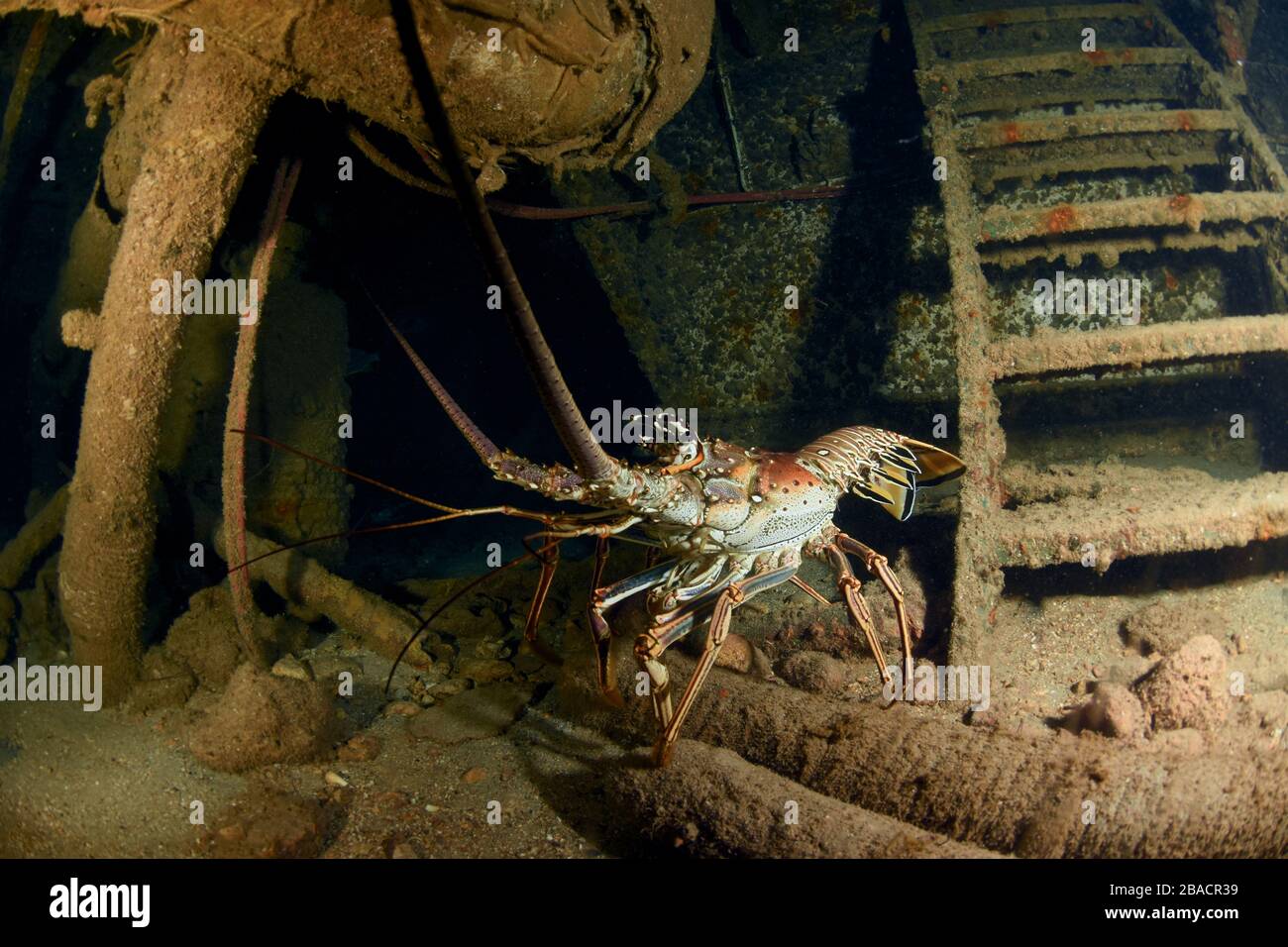 Caribbean spiny lobster walking about inside the ship wreck of Carib Cargo in St. Maarten Stock Photo