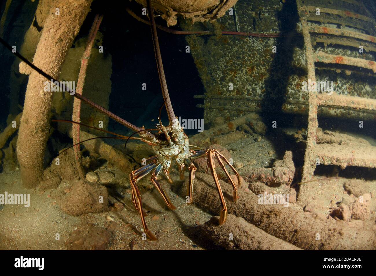 Caribbean spiny lobster walking about inside the ship wreck of Carib Cargo in St. Maarten Stock Photo