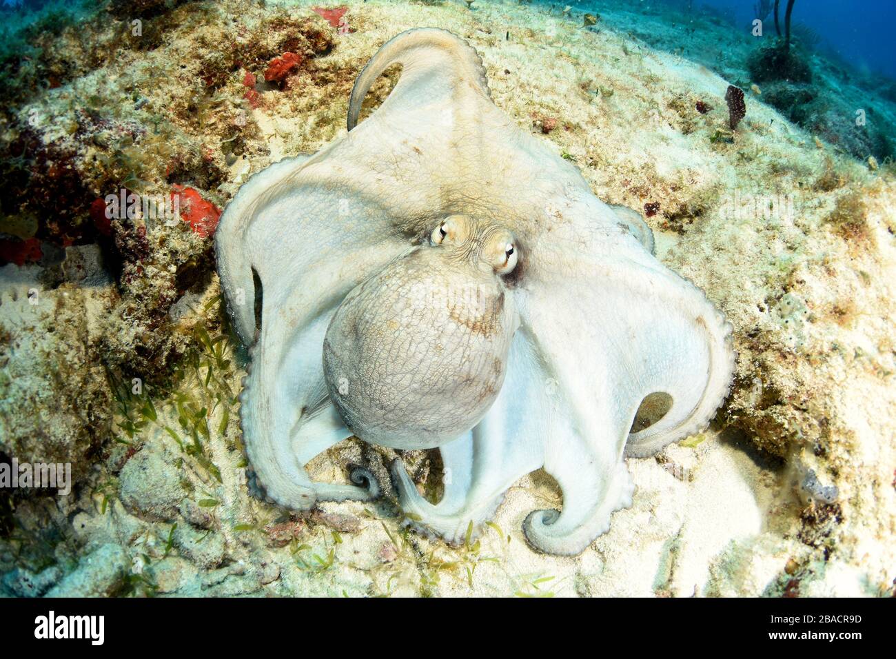 Hide in plain sight hires stock photography and images Alamy