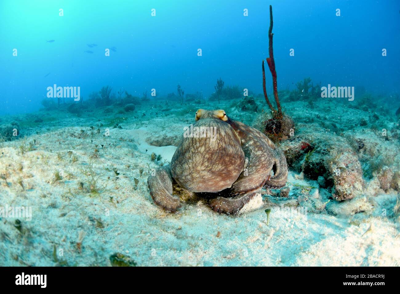 Common Octopus walking about and trying to hide in plain sight on the