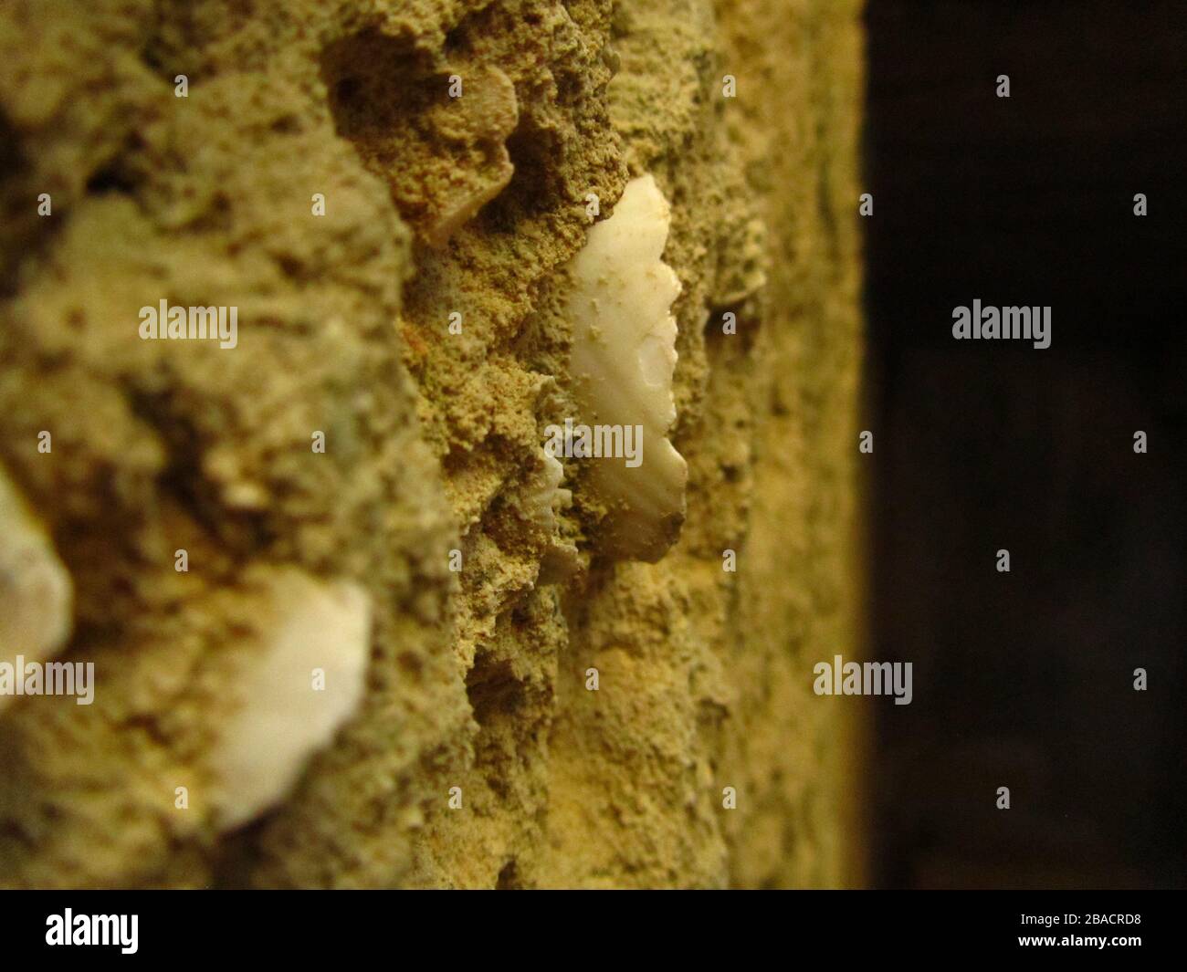 Closeup shot of shell fossils in limestone in Maltese Islands, Malta Stock Photo