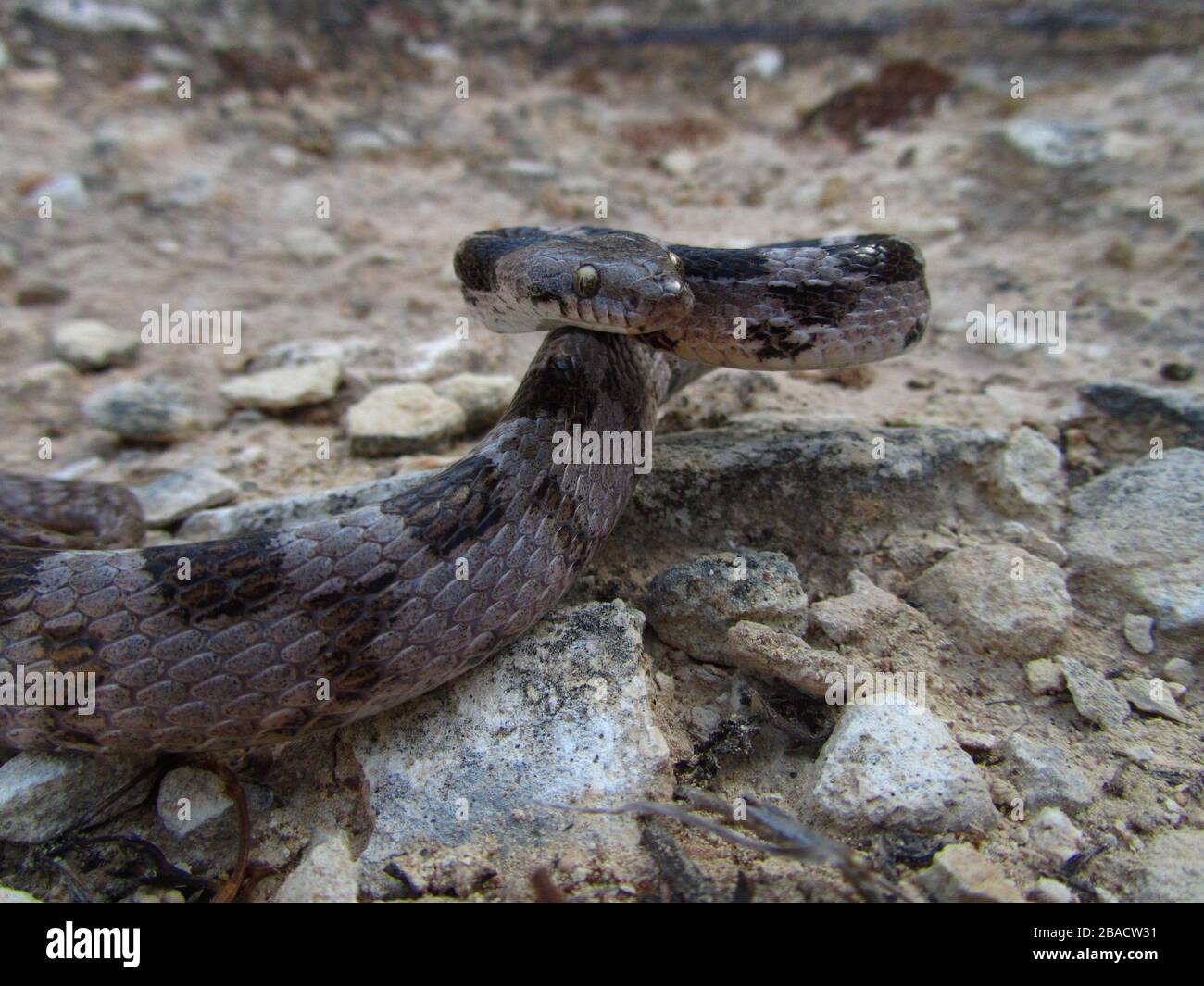 Serpent snake cobra viper fantasy fanged