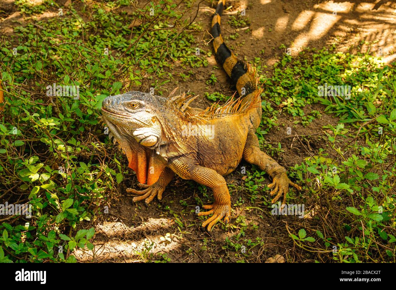 Male green iguana among the grass in Tortuguero, Costa Rica Stock Photo