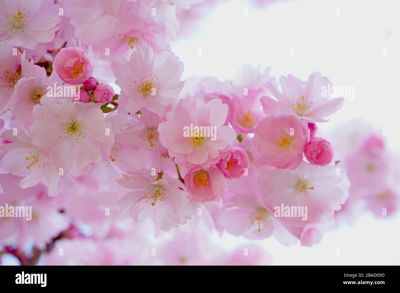 Flower kathryn hahn hi-res stock photography and images - Alamy