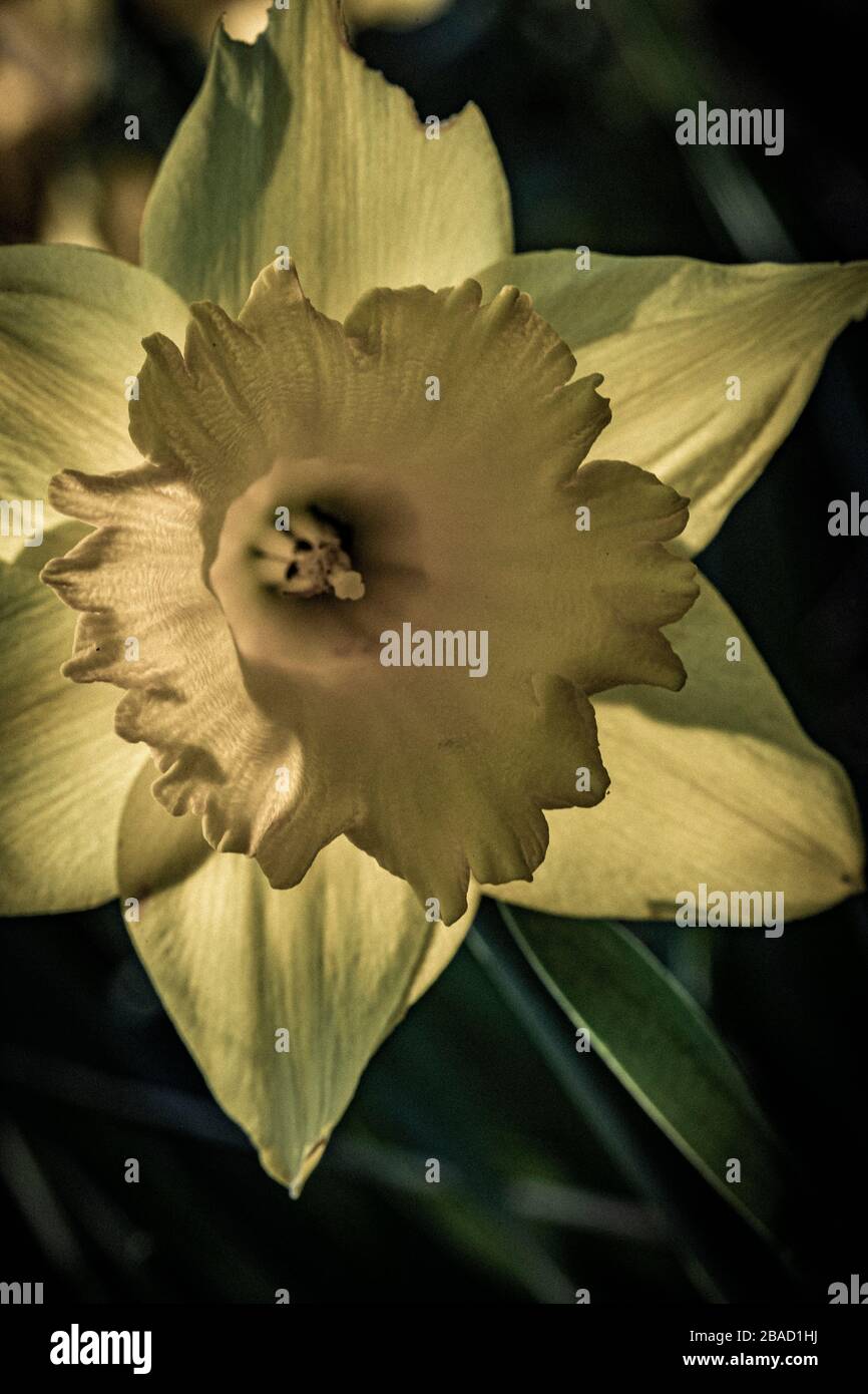 King Alfred daffodil bloom with a modern colour palette. Stock Photo