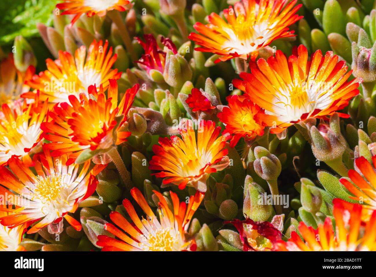 Lampranthus with its orange blossoms open in spring Stock Photo