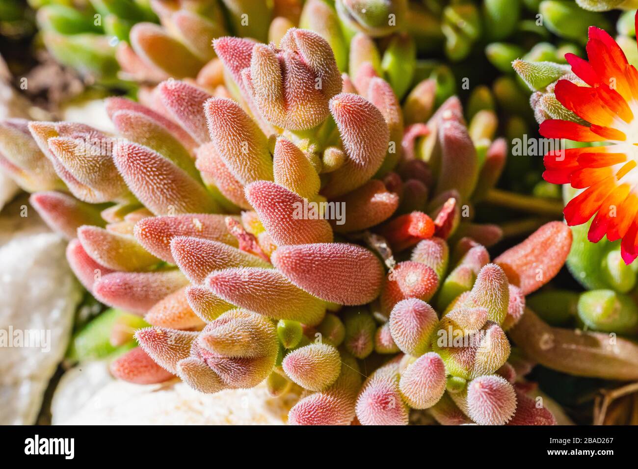 Macro view of the leaves of a Lampranthus spectabilis in spring Stock Photo