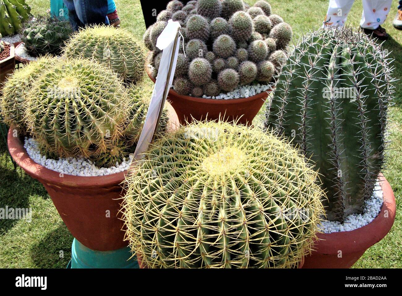 Group of amazing spherical and cylindrical cactus on display at flower show, India Stock Photo