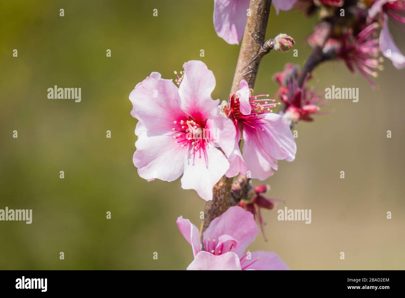 Kawazu or Kawazuzakura cherry blossom sakura flowers in bloom in Nara