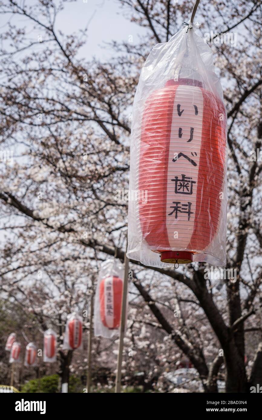 Japanese paper lanterns hanging in the cherry blossom in Nara, Japan in