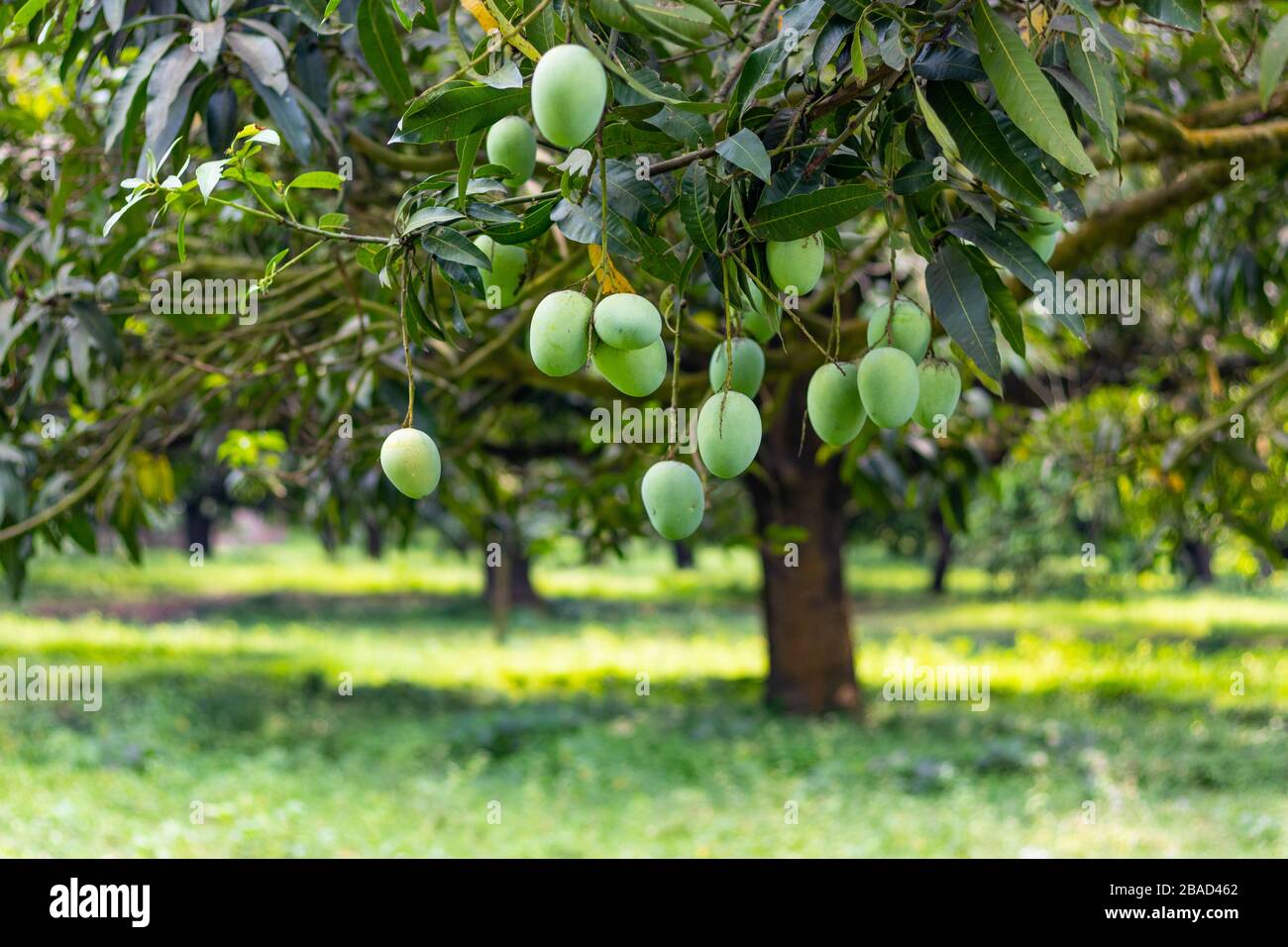 Green Mango in a mango garden in rajshahi, chapainwabganj, bangladesh
