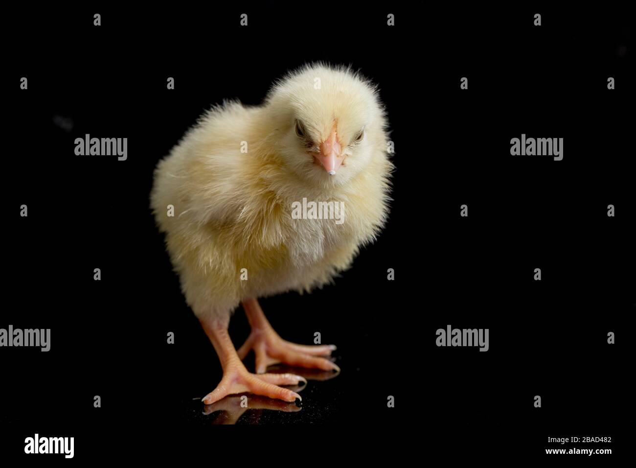 newborn yellow chicks isolated black background Stock Photo - Alamy