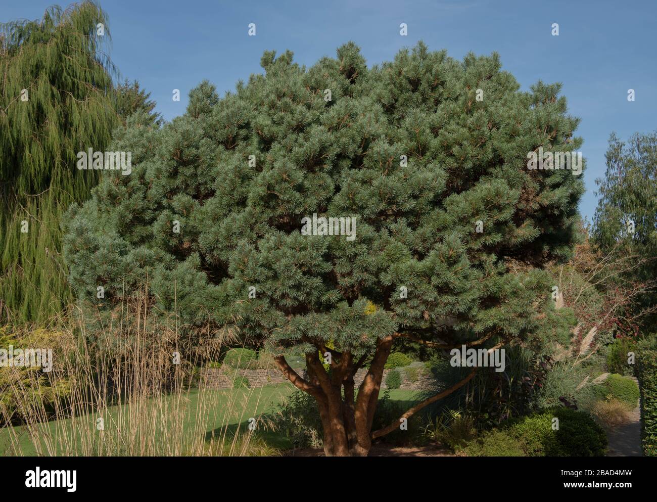 Green Foliage of an Evergreen Conifer Dwarf Scots Pine Tree (Pinus sylvestris 'Chantry Blue) in a Country Cottage Garden in Rural Devon, England, UK Stock Photo