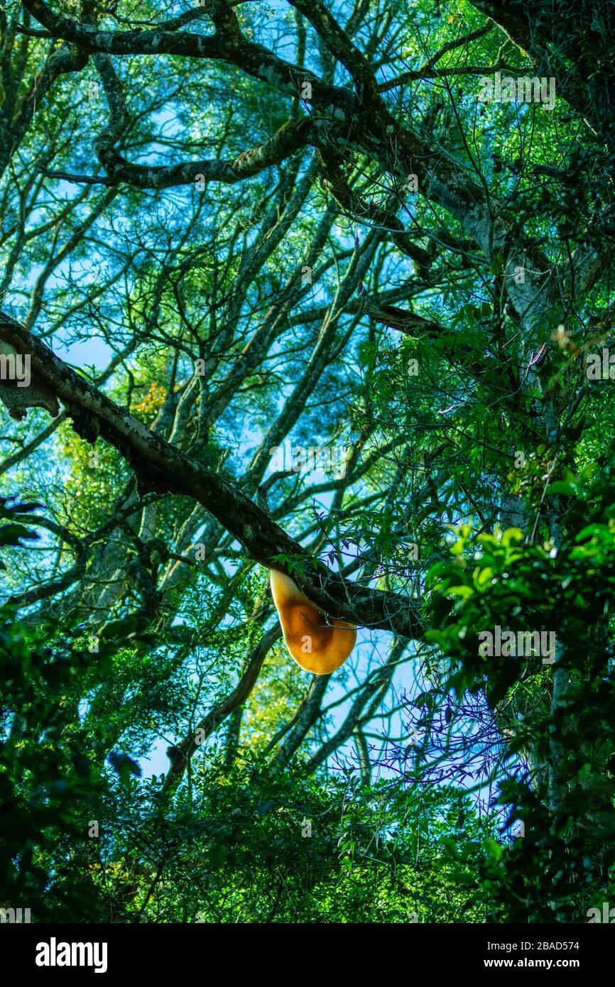 Honey bee house on a tree in a forest/park outdoor Stock Photo