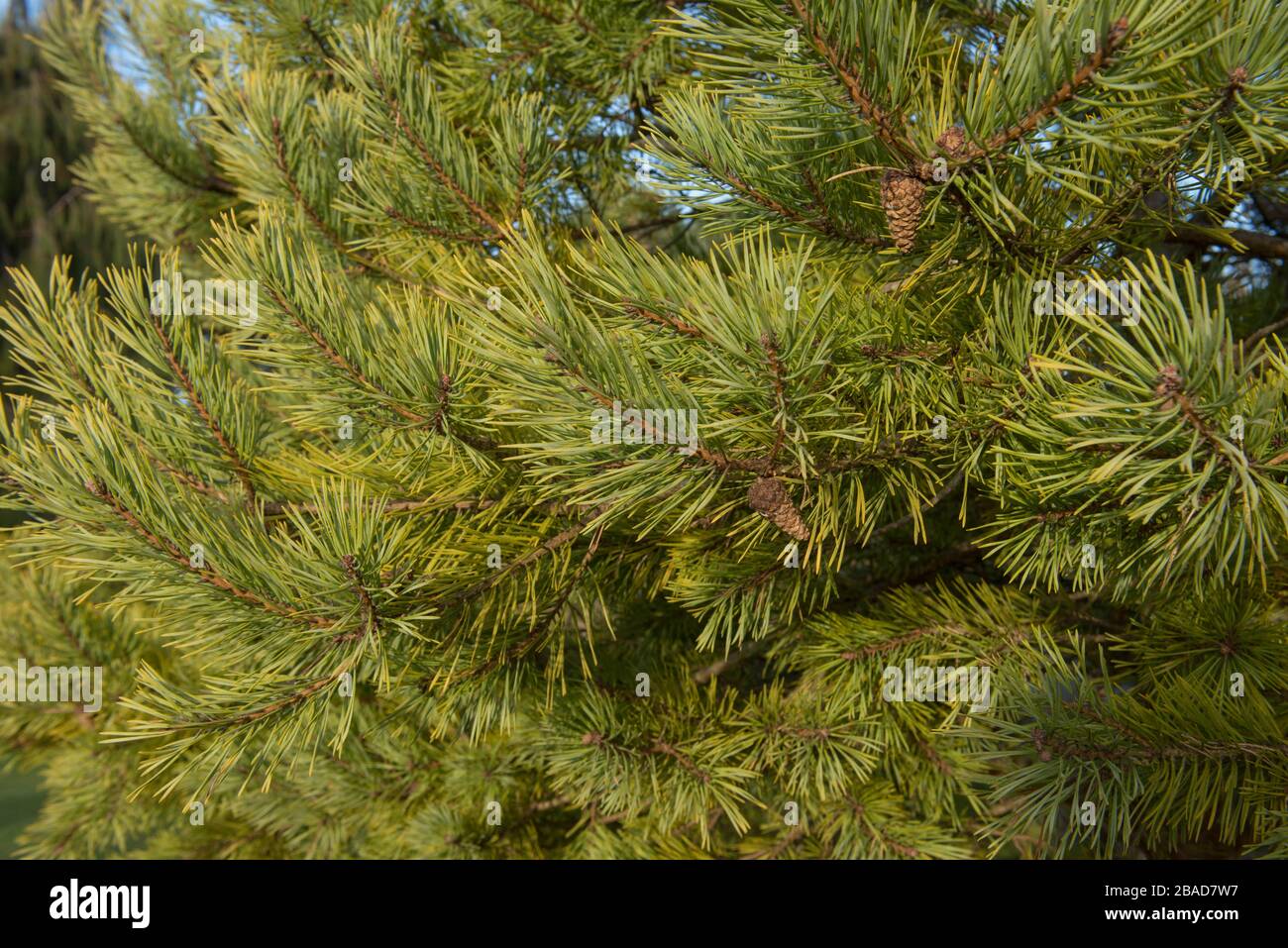 Pine tree shrub garden hires stock photography and images Alamy
