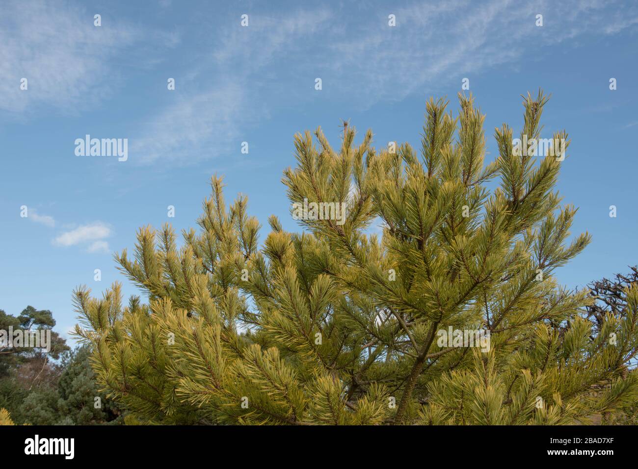 Green Foliage of an Evergreen Scots Pine Shrub (Pinus sylvestris 'Gold Coin') with a Bright Blue Sky Background in a Garden in Rural Devon,England,UK Stock Photo