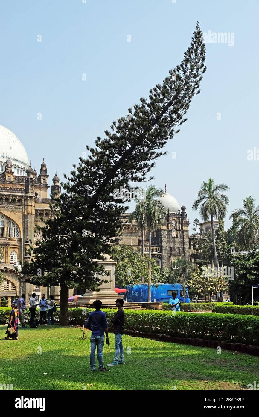 Cook pine tree in front of Chhatrapati Shivaji Maharaj Vastu Sangrahalaya formerly Prince of Wales Museum in Mumbai, India Stock Photo