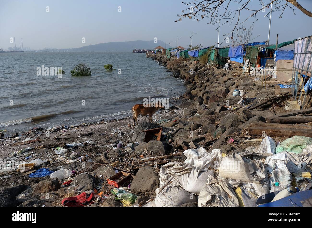 The cow is looking for food in the trash on the coast of Elephant Island near Mumbai, India Stock Photo