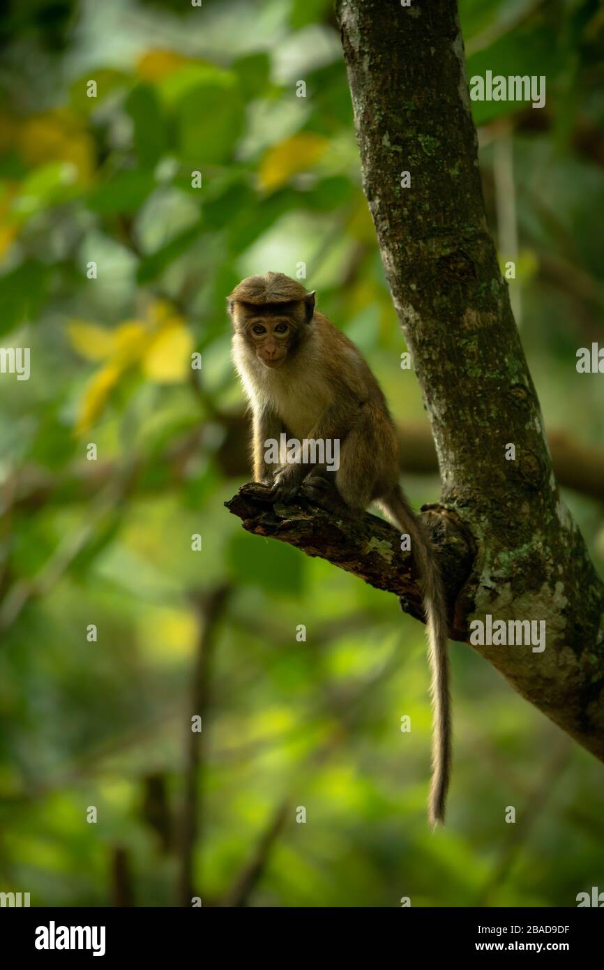 Monkey sitting on tree in park and eye contact Stock Photo