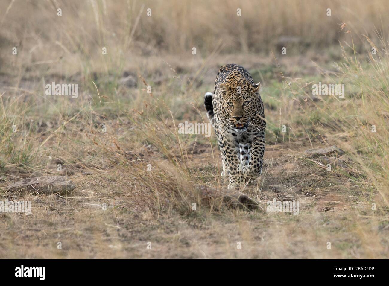 The image of Leopard (Panthera pardus), in Kenya, Masai Mara National Park - Stock Photo