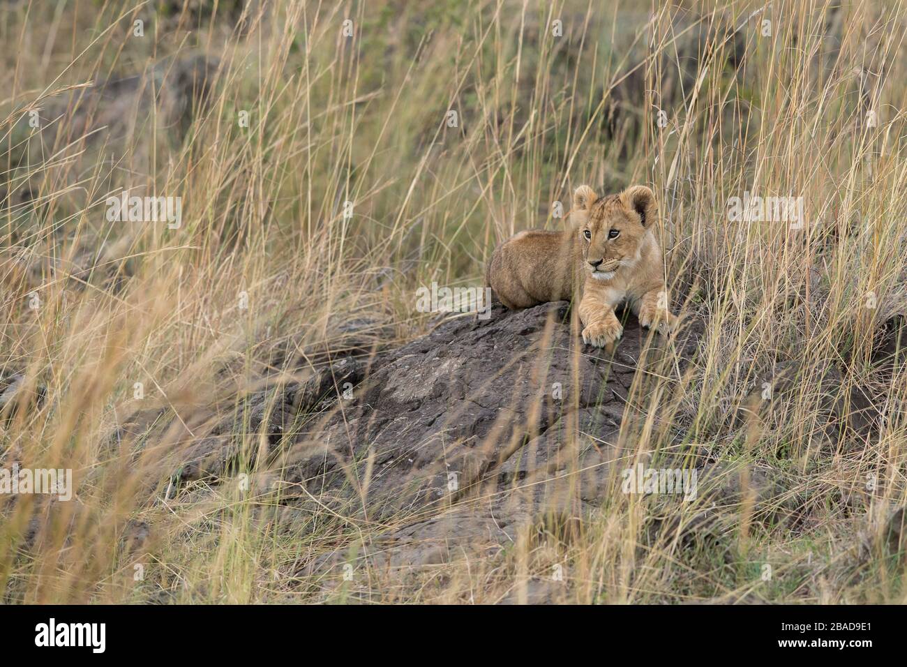 The image of African lion (Panthera leo) cub in Masai mara national ...